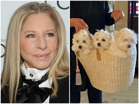 what celebrity cloned their dog